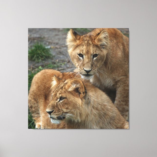 Lion 033 canvas print (Front)