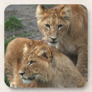 Lion 033 coaster