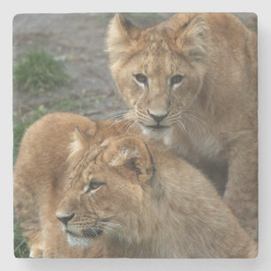 Lion 033 stone coaster
