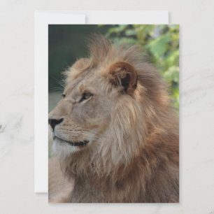 Lion 035 holiday card