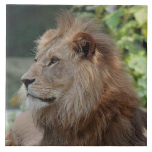 Lion 035 tile