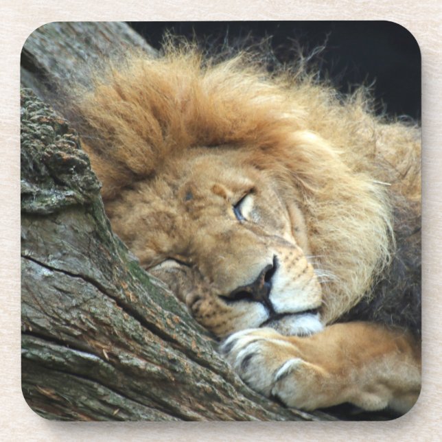 Lion 036 coaster (Front)