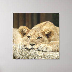 Lion 040 canvas print