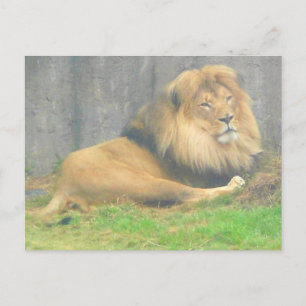 Lion #1 Postcard