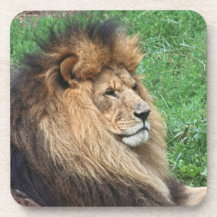 Lion_2015_0701 Coaster