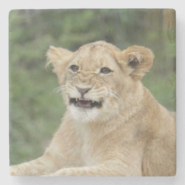 Lion_20200905_by_JAMFoto Stone Coaster (Front)