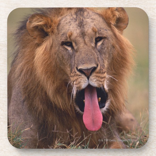 Lion 2 coaster (Front)