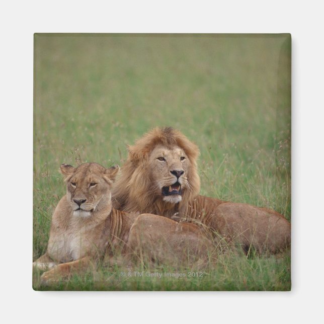 Lion 2 magnet (Front)