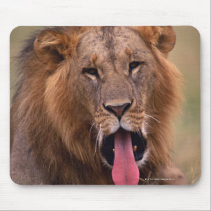 Lion 2 mouse mat