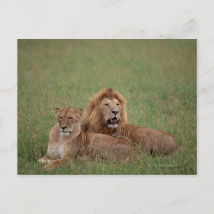 Lion 2 postcard