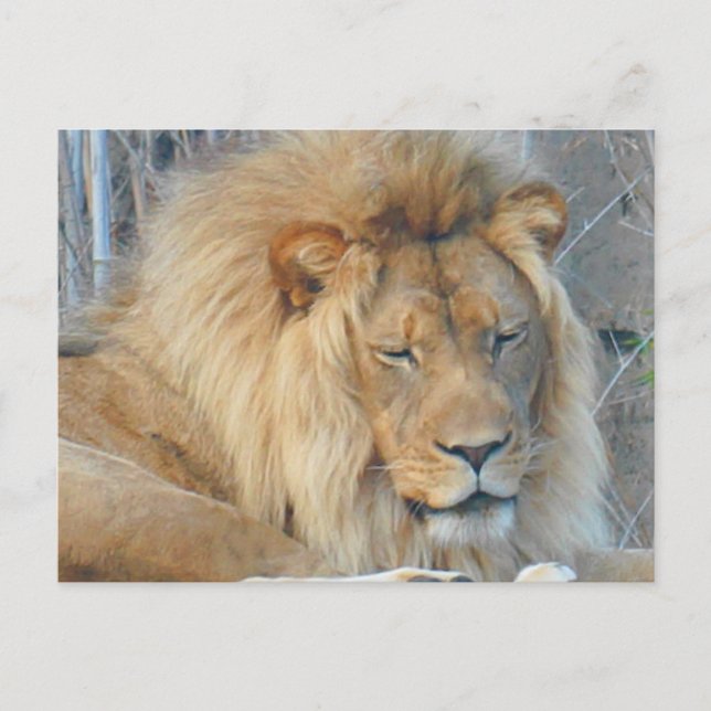 Lion #2 Postcard (Front)