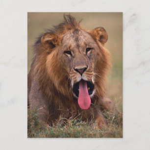 Lion 2 postcard