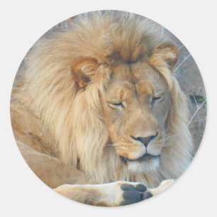 Lion #2 Stickers