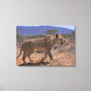 Lion 3 canvas print