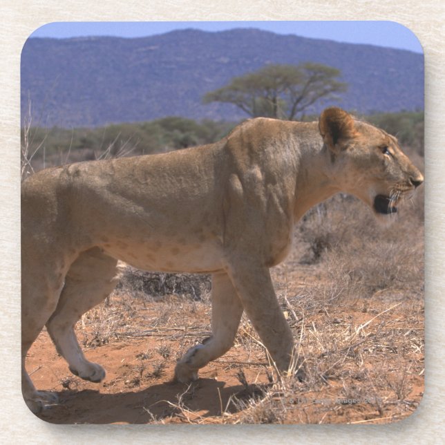 Lion 3 coaster (Front)