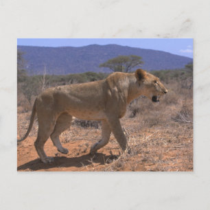 Lion 3 postcard