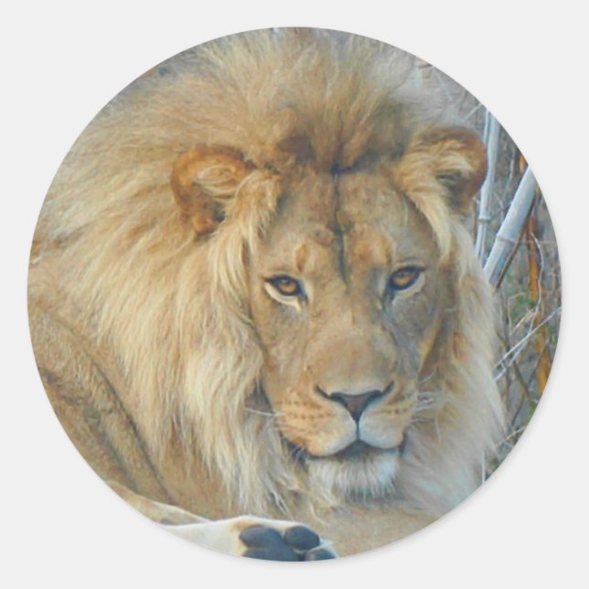 Lion #3 Stickers (Front)
