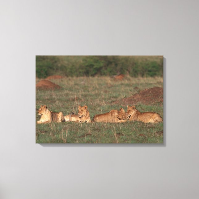 Lion 4 canvas print (Front)