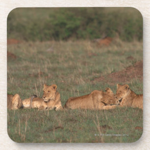 Lion 4 coaster