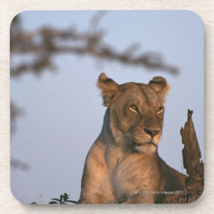 Lion 4 coaster