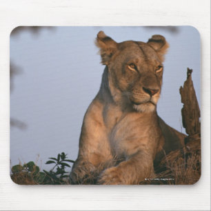 Lion 4 mouse mat