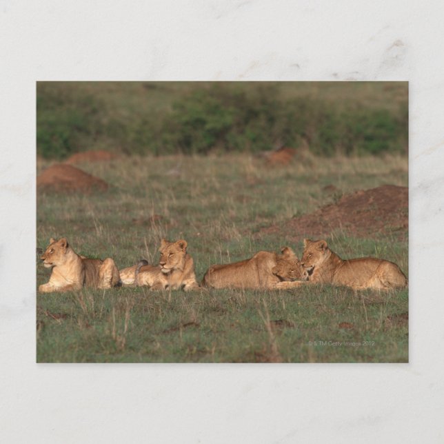 Lion 4 postcard (Front)