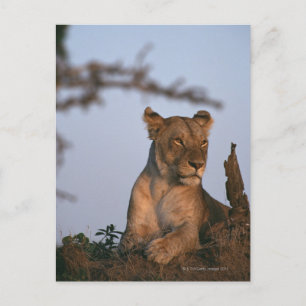 Lion 4 postcard