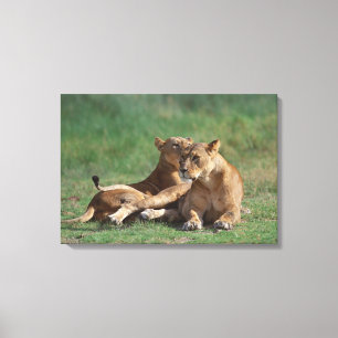 Lion 5 canvas print