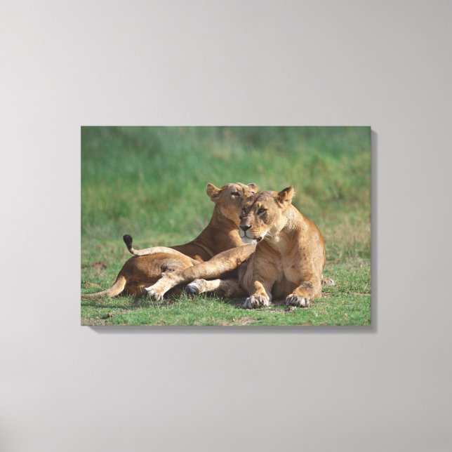 Lion 5 canvas print (Front)