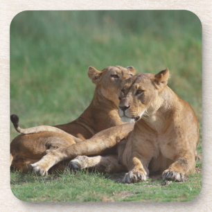 Lion 5 coaster
