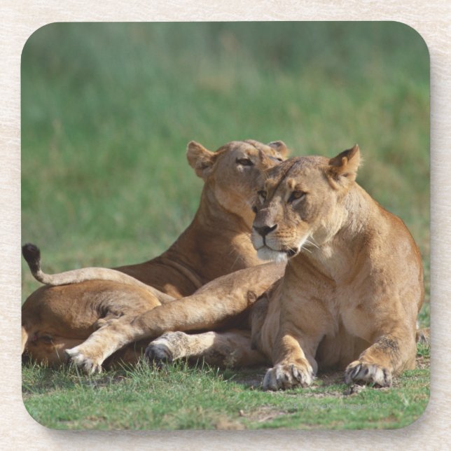 Lion 5 coaster (Front)