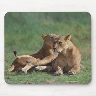 Lion 5 mouse mat
