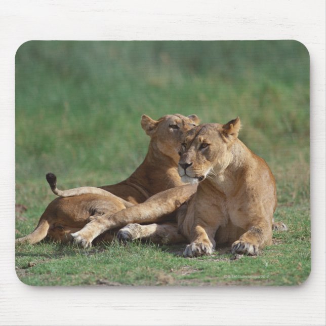 Lion 5 mouse mat (Front)