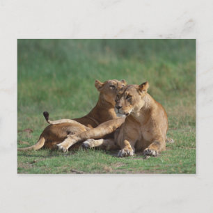 Lion 5 postcard