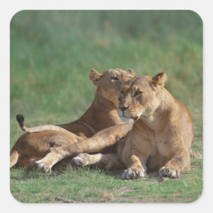 Lion 5 square sticker