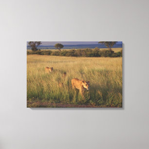Lion 6 canvas print