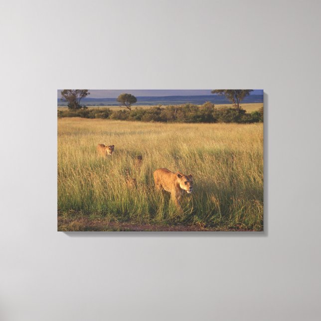 Lion 6 canvas print (Front)