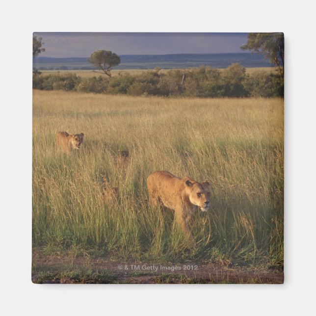 Lion 6 magnet (Front)