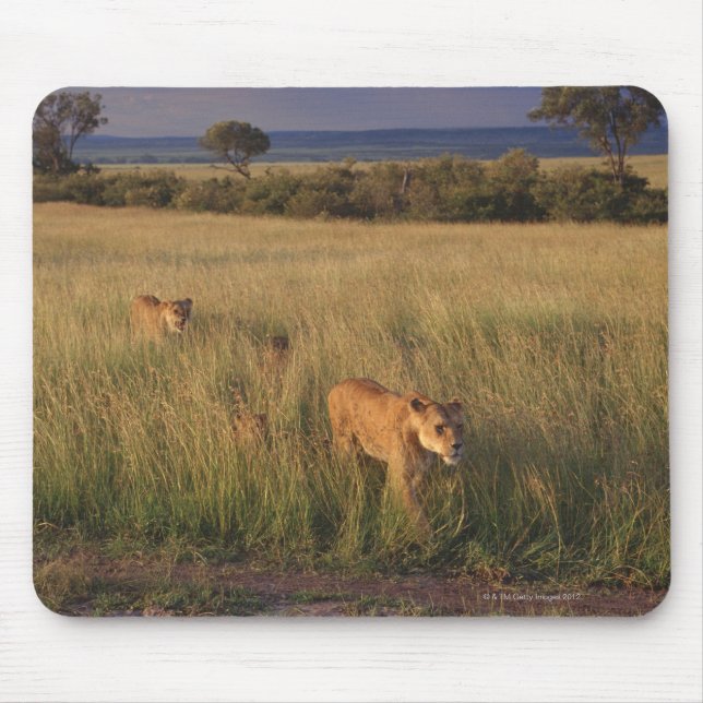 Lion 6 mouse mat (Front)