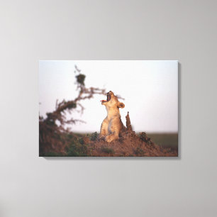 Lion 7 canvas print