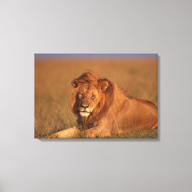 Lion 8 canvas print (Front)