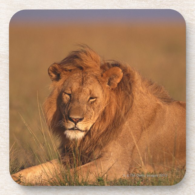 Lion 8 coaster (Front)