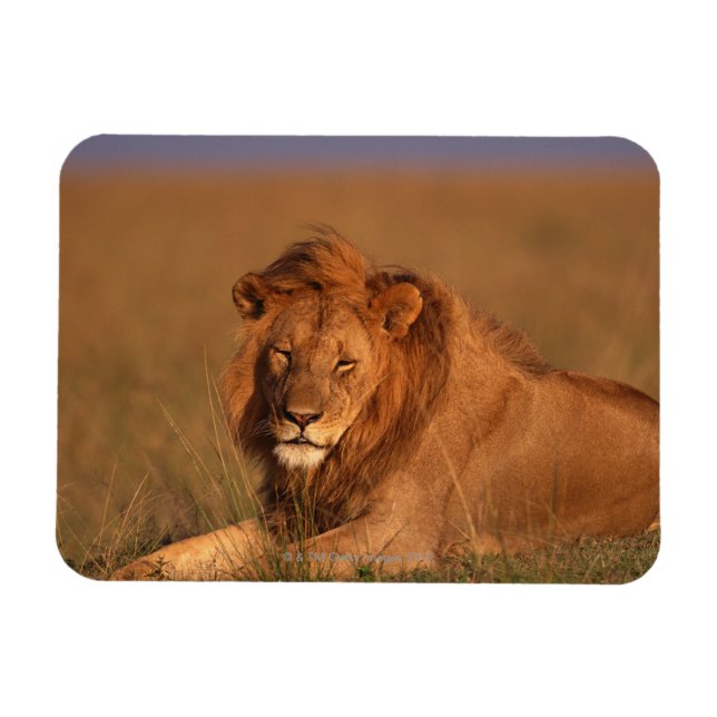 Lion 8 magnet (Horizontal)