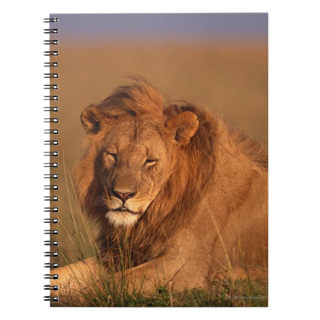 Lion 8 notebook (Front)