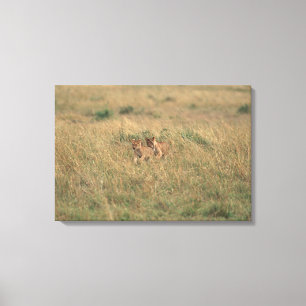 Lion 9 canvas print