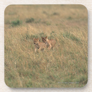 Lion 9 coaster