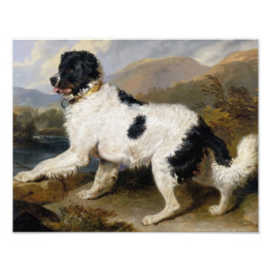 Lion:  A Newfoundland Dog Photo Enlargement Print