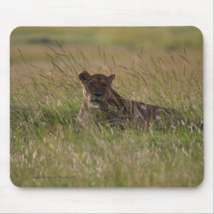 Lion Africa Savannah Mouse Mat