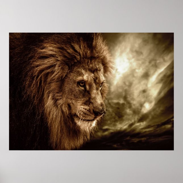 Lion against stormy sky poster (Front)