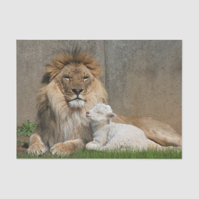 Lion and lamb Christmas Tissue Paper (Front)